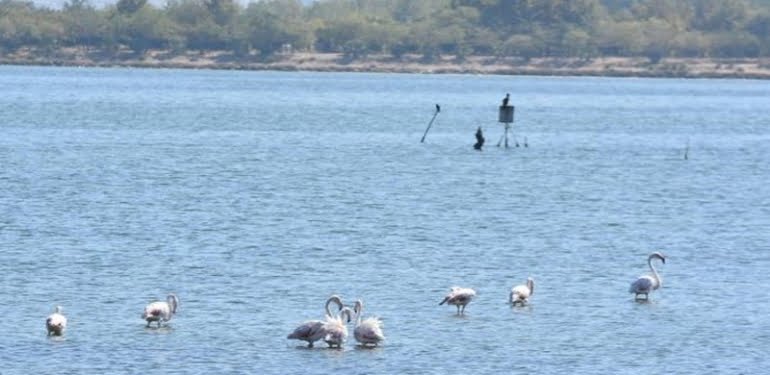 VİDEO-Pembe beyaz flamingolardan görsel şölen