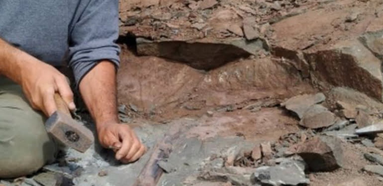 Paleontologlar 10 metrelik dev dinozor fosili buldu