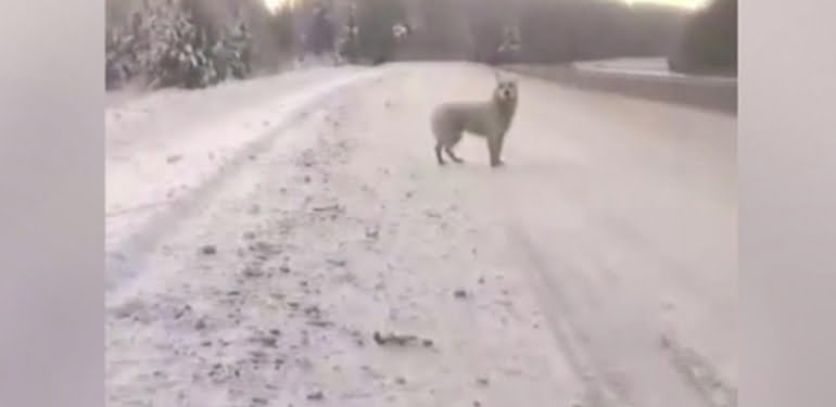 Otoyola bırakılan köpek 3 aydır sahibini bekliyor