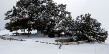 2-bin-yillik-anit-agac-kar-yagisina-dayanamadi_5781_dhaphoto1