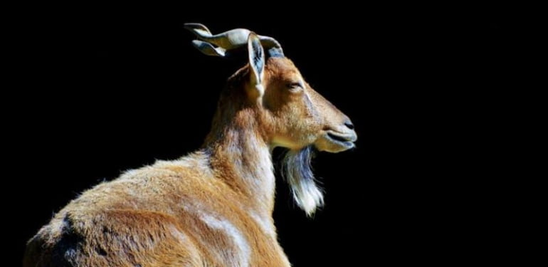 5 yaban keçisinden 555 bin dolar kazandılar