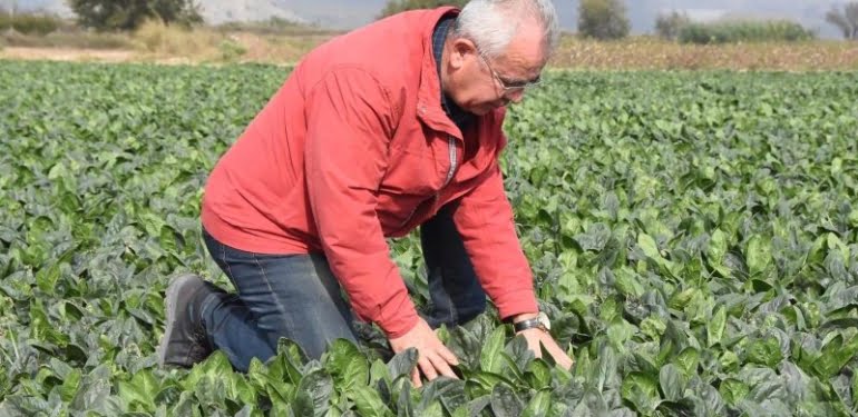 O tarım raporu niçin dikkate alınmadı? Hangi bölgede kaç çeşit yabancı ot var?