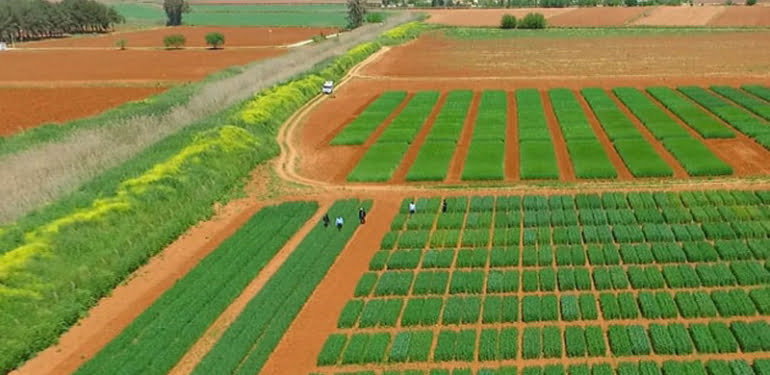 Yerli Arpa Ayhan’dan başarı