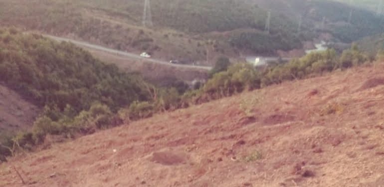 İstanbul’da sessiz sedasız ‘orman katliamı’ iddiası