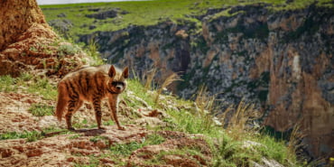 adiyamanda-cizgili-sirtlan-goruntulendi_9141_dhaphoto1