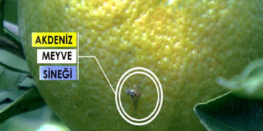 akdeniz-meyve-sinegi-veryansintv