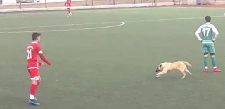 Ankara’da sahaya köpek girdi, maç durdu