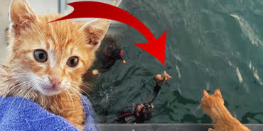anne-kedi-yavrusunu-bekledi-veryansintv