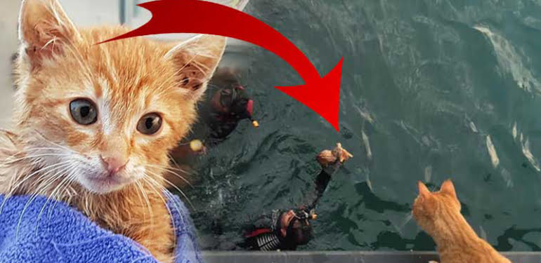 anne-kedi-yavrusunu-bekledi-veryansintv