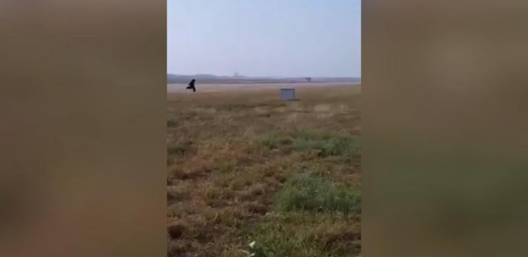 Piste giren maymunu ayı kostümüyle kovaladı