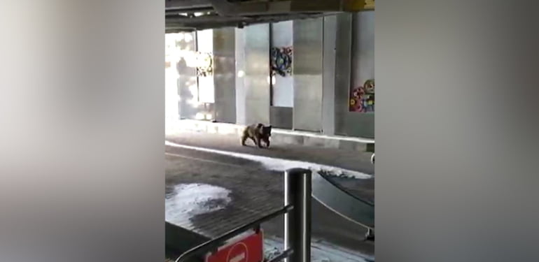 Bursa’da yiyecek arayan ayı teleferiğe girdi