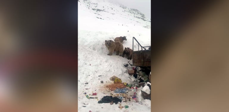 Ayı ve yavruları çöplükte yiyecek ararken görüntülendi