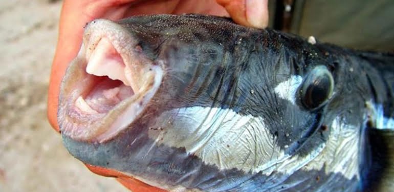 Zehirli balon balığının dişleri, dolgu ve kaplamada kullanılacak