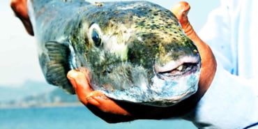 balonbaligi