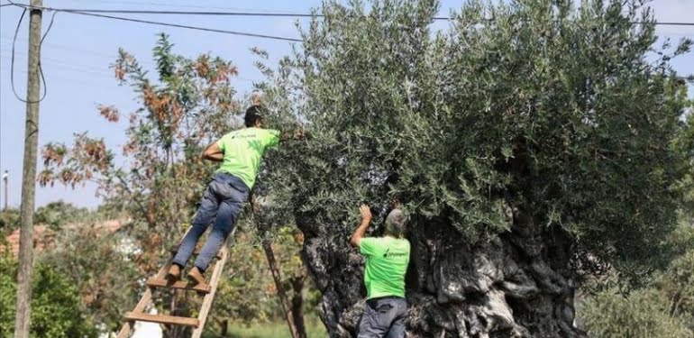 Bin 200 yıllık ağaçtan toplanan zeytinler açık artırmada