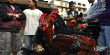 bird_flu_