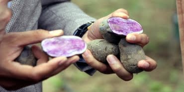 boluda-mor-patates-hasadi-yapildi_2512_dhaphoto3