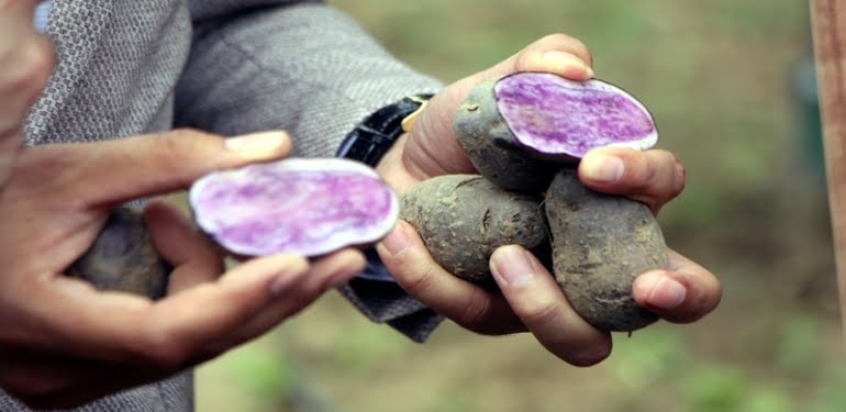 boluda-mor-patates-hasadi-yapildi_2512_dhaphoto3
