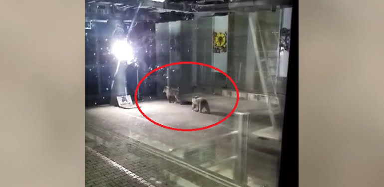 Bursa’da teleferik istasyonuna inen 2 ayı kameralara yakalandı