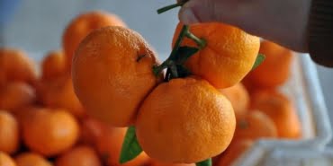 buyuk-kazik-mandalina-dort-nokta-alti-kat-fazlaya-satildi