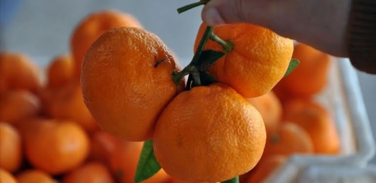 buyuk-kazik-mandalina-dort-nokta-alti-kat-fazlaya-satildi