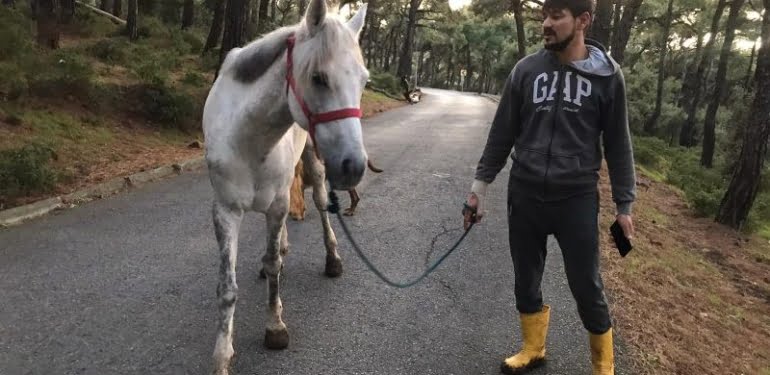 Büyükada’daki dev çukurlar atları gömmek için mi?