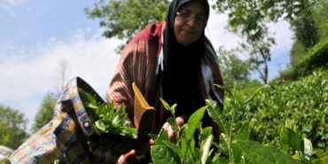 DOGU KARADENIZ BOLGESI'NDE CAY URETIMI YAPILIYOR.

FOTO: DHA (ARSIV)