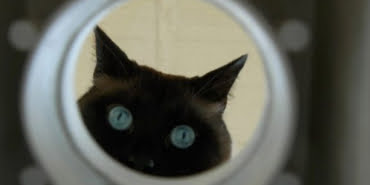 cia-kedi