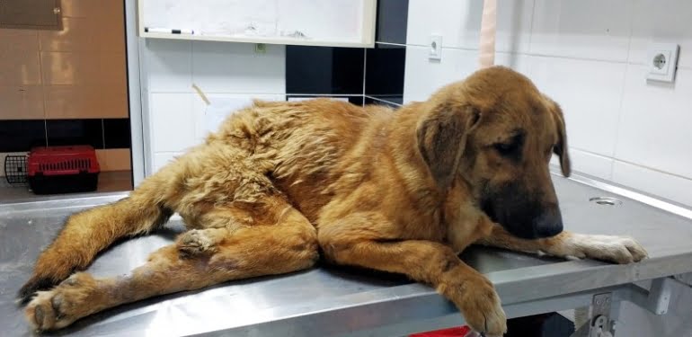 Çöplükte bulunan yaralı köpek tekerlekli sandalyeyle yaşama tutunacak