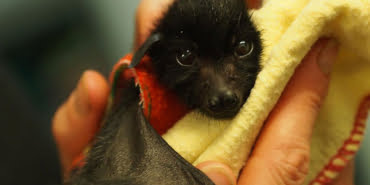 cute-orphaned-baby-bats-2jpg