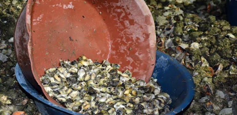Karadeniz balıkçıları deniz salyangozuyla Uzak Doğu’ya yöneldi