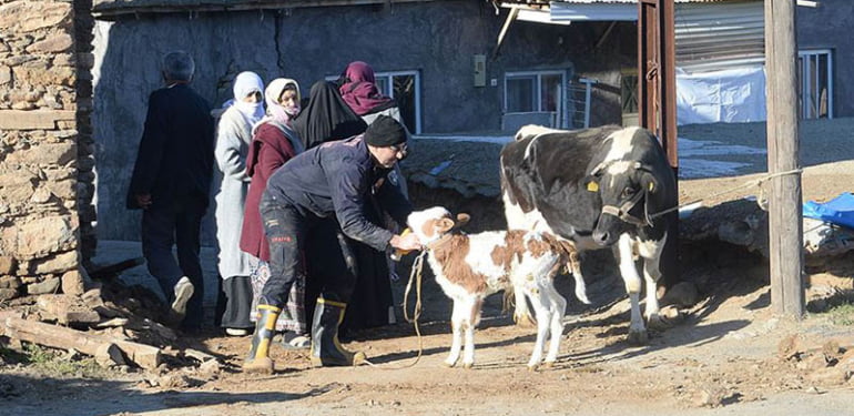 Veteriner hekimler deprem bölgesindeki hayvanları ücretsiz tedavi edecek
