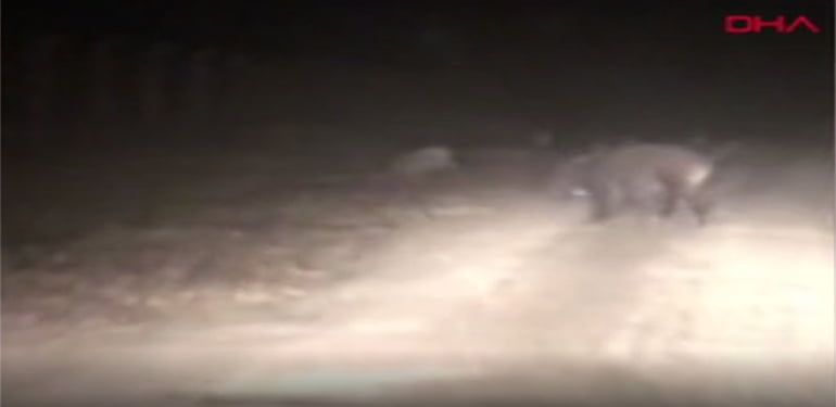 Domuz sürüsü yolları bastı