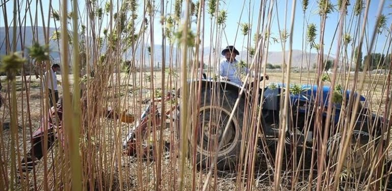 Elmasıyla ünlü ilçeden ‘kenevir’ hücumu