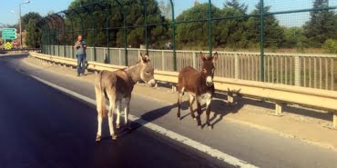 Edirne'de çevre yolunda gelişi güzel koşturan iki eşek, pol