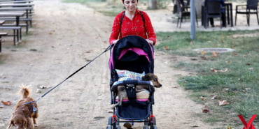 felcli-kopegini-bebek-arabasiyla-gezdiriyor_4632_dhaphoto1