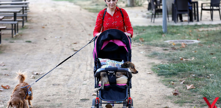 Felçli köpeğini bebek arabasıyla gezdiriyor