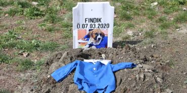 findik-turhalda-topraga-verildi_4477_dhaphoto1