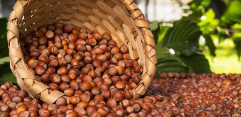 Giresun’da fındık fiyatı
