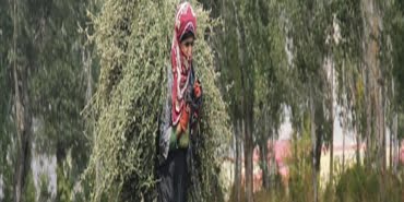 hayvan