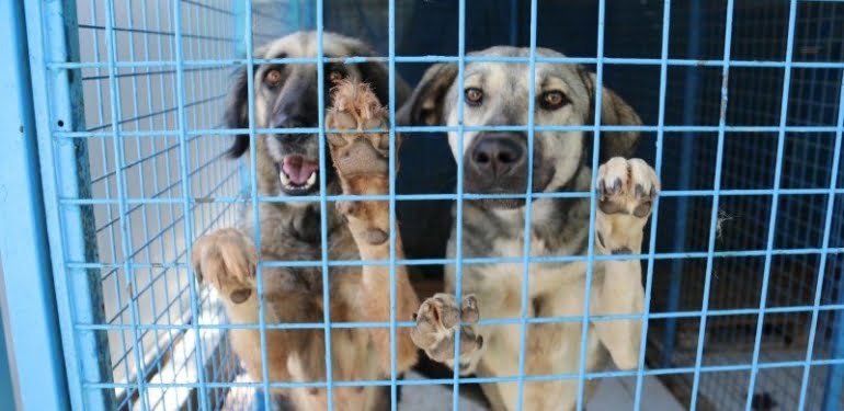 Her yıl onlarca köpek sokağa atılıyor