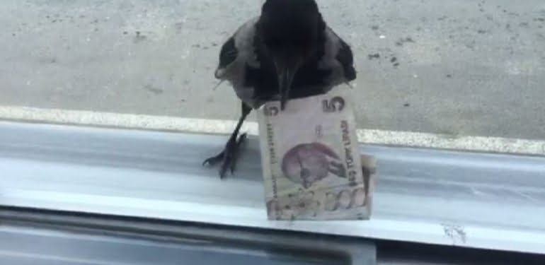 ‘Hırsız karga’ yine iş başında!