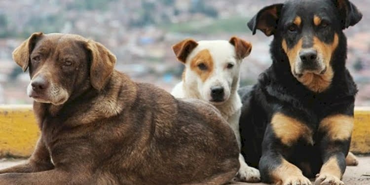 87 yaşındaki adama ‘köpeğe tecavüz’ iddiasıyla gözaltı