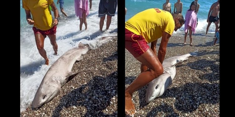 Doğruysa rezalet! Köpek balığını turistlere göstermek için mi öldürdüler?