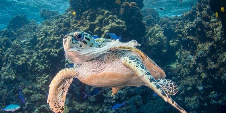 Türk üniversite öğrencisi, hayvanların da yiyebildiği plastik malzeme geliştirdi