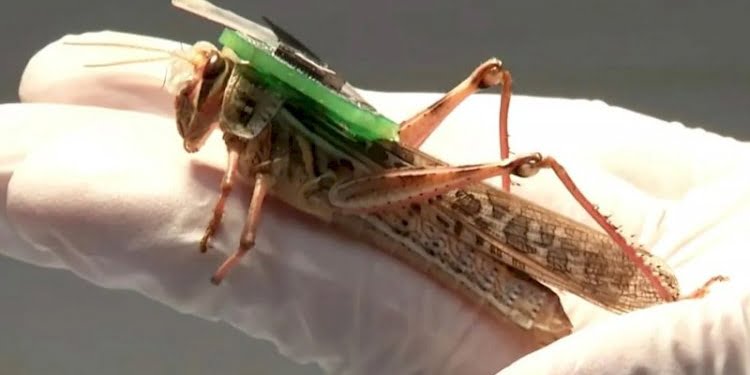 Beyinlerini açıp, elektrot yerleştirdiler: Bomba uzmanı yapılacaklar