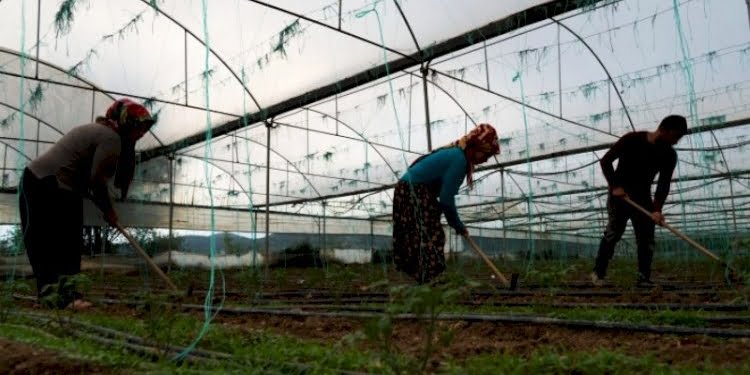 Çadırda geçen hayatlar: Mevsimlik tarım işçileri