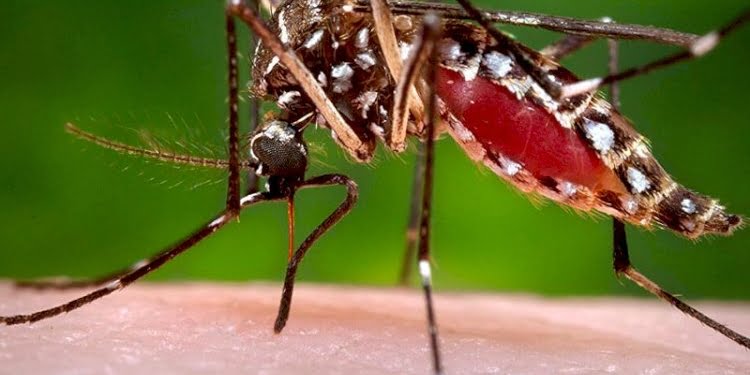 Genetiği değiştirilmiş 750 milyon sivrisinek doğaya salınacak