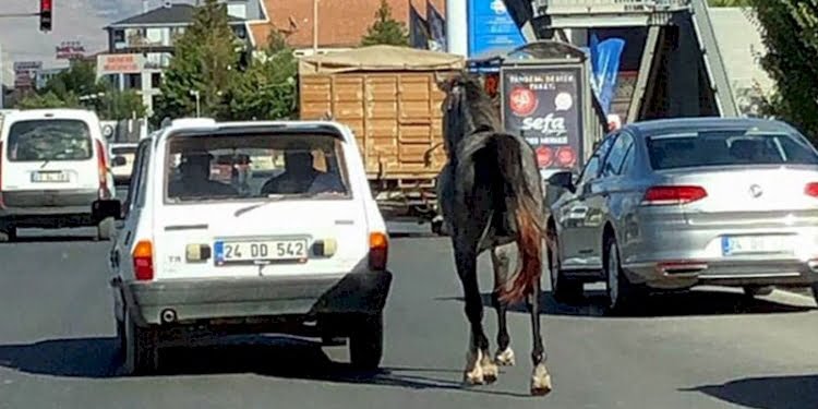 Caniler otomobile bağladıkları atı kilometrelerce koşturdular