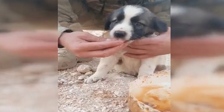 Mehmetçik yemeğini yavru köpeklerle paylaştı